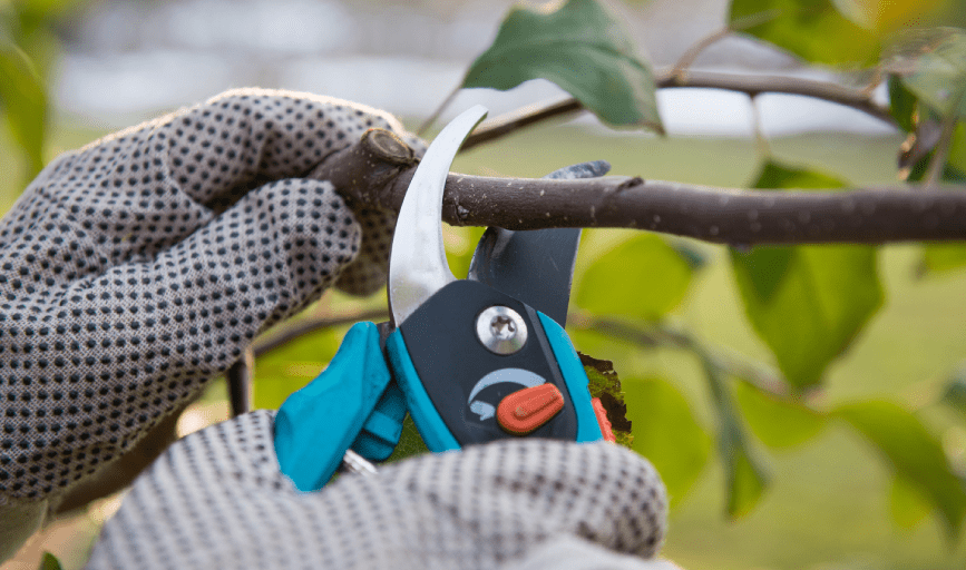 TREE TRIMMING SERVICES